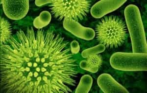 germ
