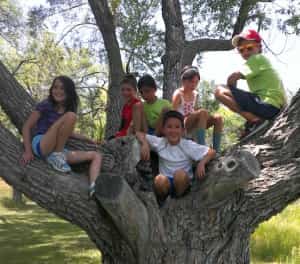 Sports Tree Small