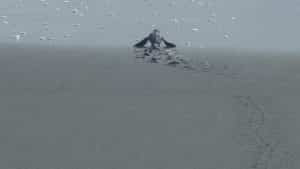 turtle-2