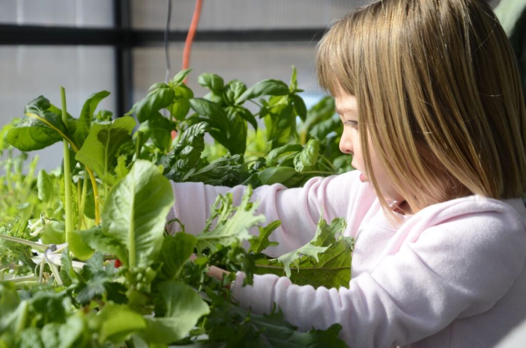 A young girl picks greens in a greenhouse